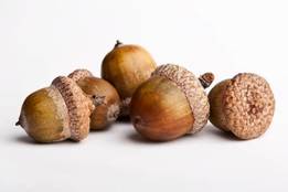 acorns photo